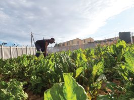 CJIFA Community Empowerment Grant Program in Africa 2025
