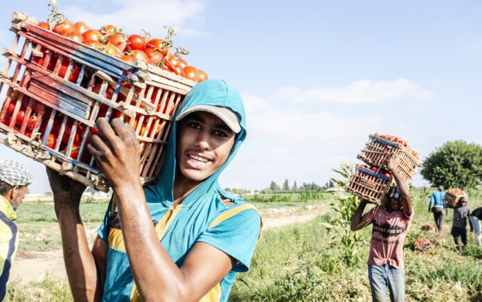Loading tomatoes in Egypt. ©FAO/Heba Khamis