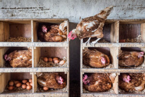 OECD-FAO Agricultural Outlook 2025-2034: Emerging economies will drive animal-source food consumption and production