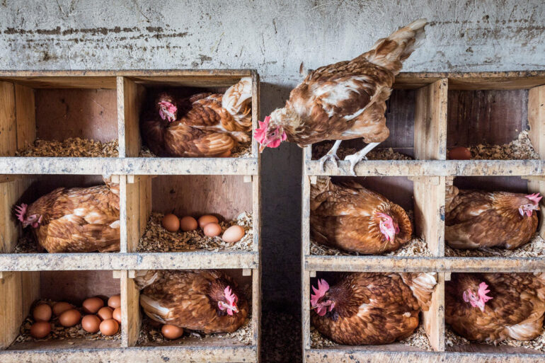 OECD-FAO Agricultural Outlook 2025-2034: Emerging economies will drive animal-source food consumption and production