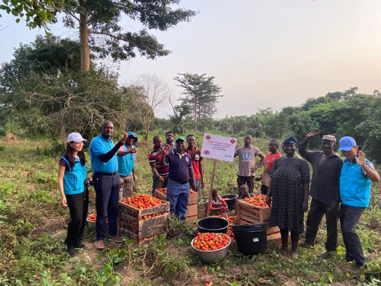 Farmers welcome CRI-Kwabena Kwabena and KOPIA Tomato Varieties