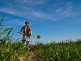 ©FAO/Hashim Azizi
