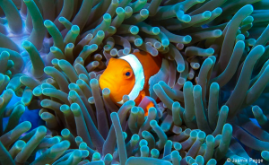 Clown fish in anemone, Photo: Pegge, UN World Oceans Day Photo CompetitionKey Document