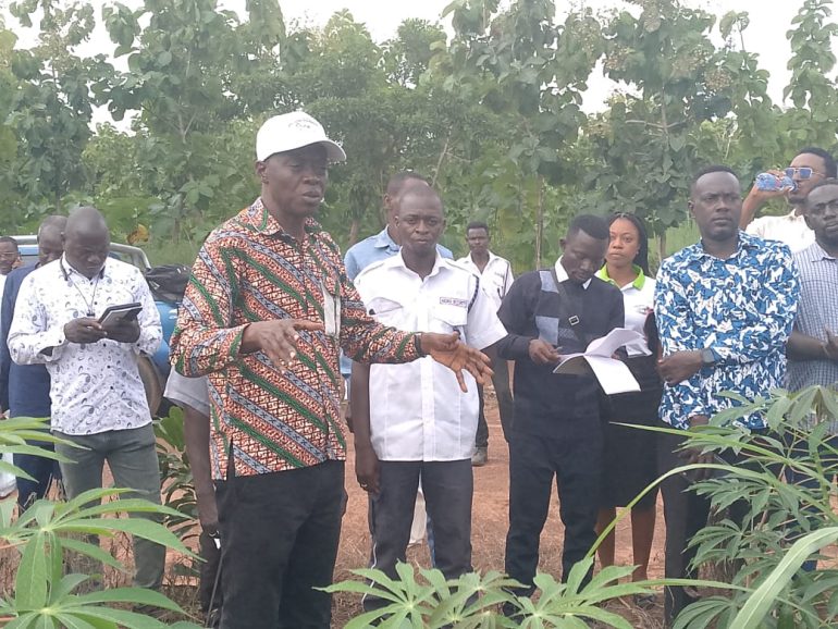 Ghana risks importing cassava if viral threats persist – CSIR Scientist Warns