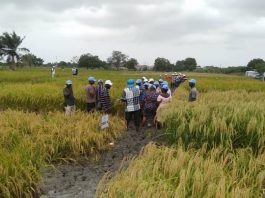Success of Feed Ghana Programme depends on famer cooperatives
