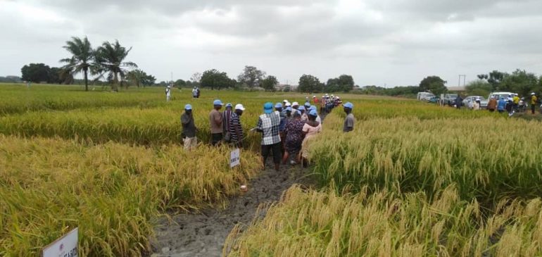 Success of Feed Ghana Programme depends on famer cooperatives