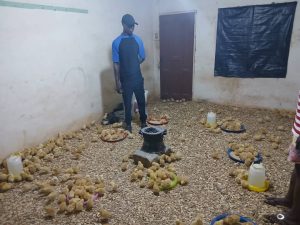 AAMUSTED, KIC begin poultry input distribution for young farmers