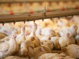A poultry farm in Bolivia. ©FAO/Sue Price