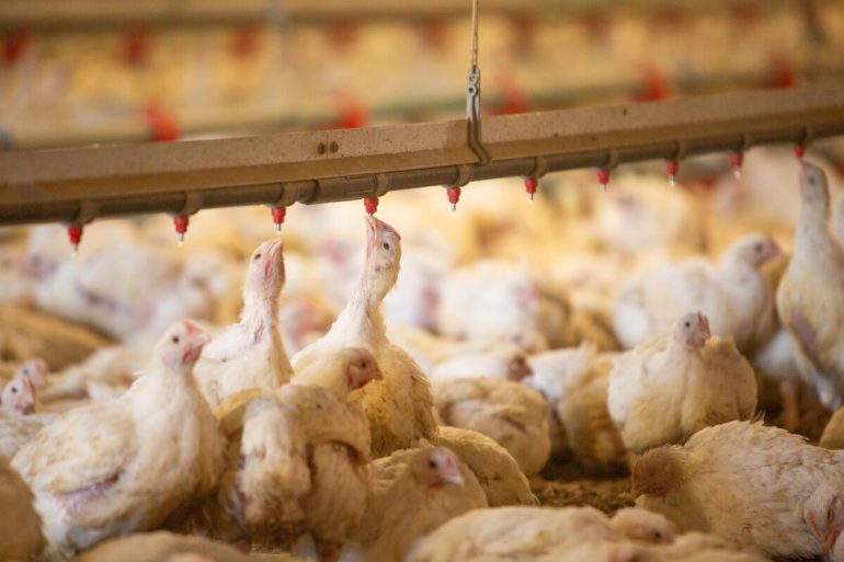 A poultry farm in Bolivia. ©FAO/Sue Price