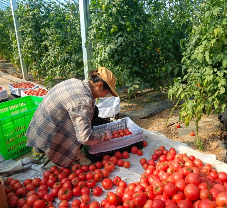 China pioneers soilless tomato cultivation in Ningxia Region