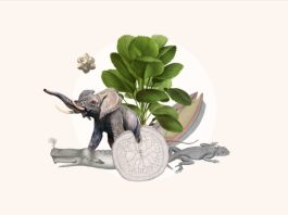 Biodiversity Information for Development (BID) programme.