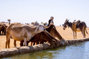 Herds gathered at a watering point in River Nile State, Sudan.©FAO/Mahmoud Shamrouk