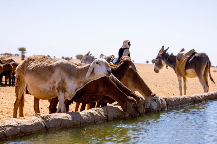 Herds gathered at a watering point in River Nile State, Sudan. ©FAO/Mahmoud Shamrouk