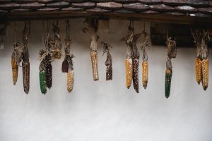 Maize drying at an experimental farm in Serbia.©FAO/Sanja Knezević