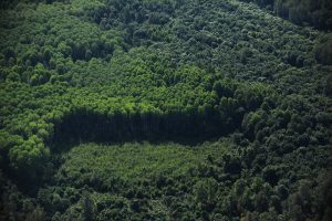 Forests cover 4.14 billion hectares – about one-third of the planet’s land area.©FAO/Vasily Maksimov