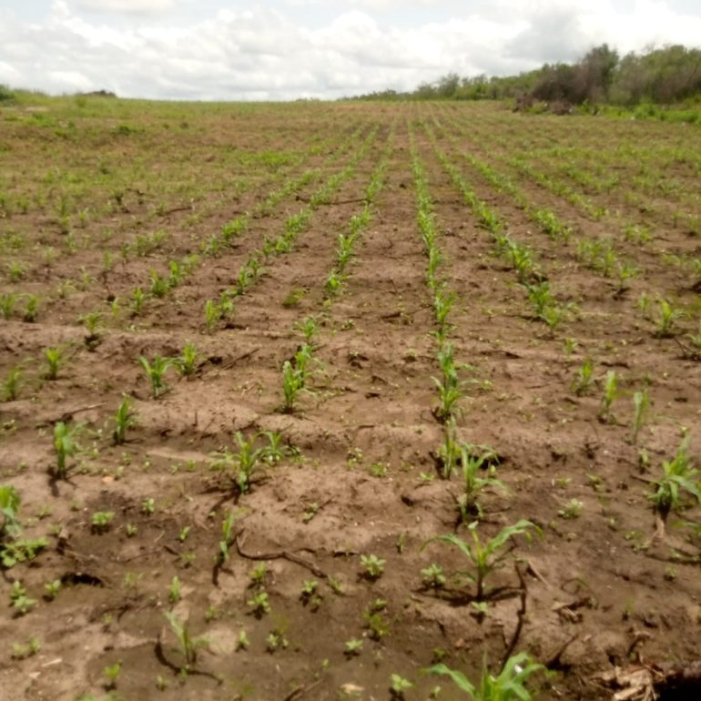 Central Region has capacity to lead Ghana’s agricultural growth – Chief