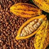 Government reviews upwards 2025/26 cocoa producer Price   