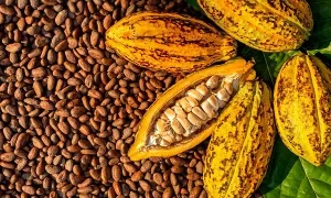 Government reviews upwards 2025/26 cocoa producer Price   