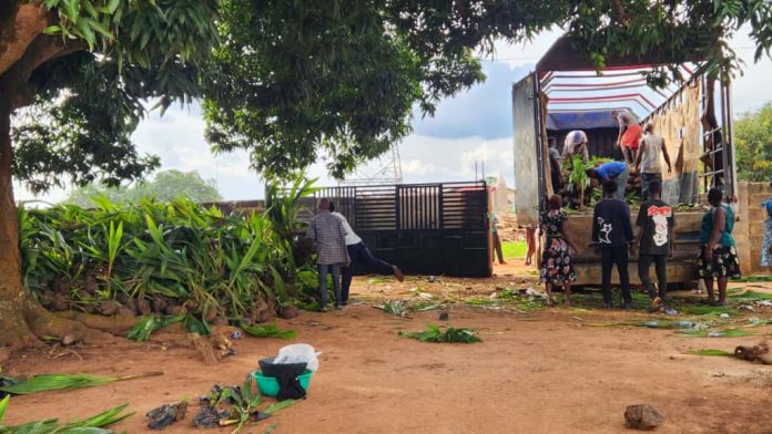 Economic Federation Seedlings