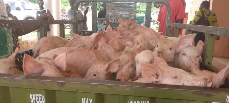 Mastercard Foundation, GEA support pig farmers under BizBox Project