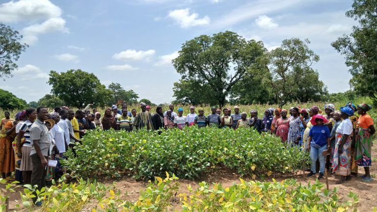 Farmers gain new hope with improved soybean technologies from CSIR-SARI