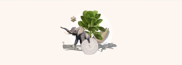 the Global Biodiversity Information Facility