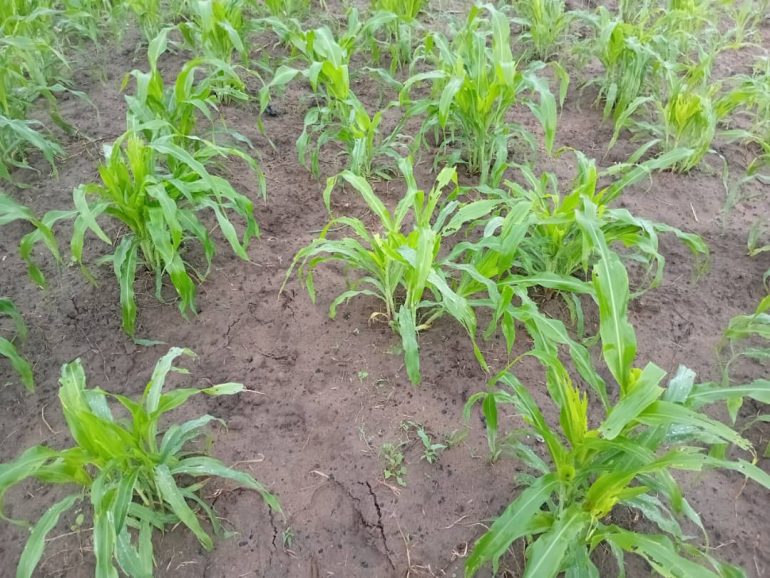 Armyworm outbreak destroys over 50 acres of crops in Keta Municipality