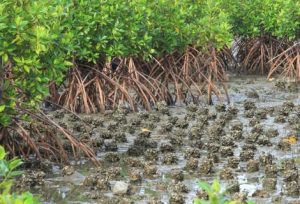 ActionAid Ghana Calls for urgent climate adaptation to protect coastal communities from rising disasters