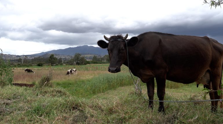 Cows in Ecuador. ©FAO/Heriberto Araujo