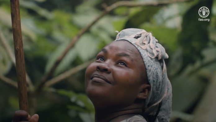 The Chocolate Island: Growing sustainable cocoa in Sao Tome The Chocolate Island: Growing sustainable cocoa in Sao Tome