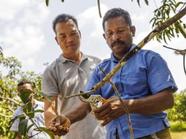 Transforming Tropical Fruit Farming in Sri Lanka