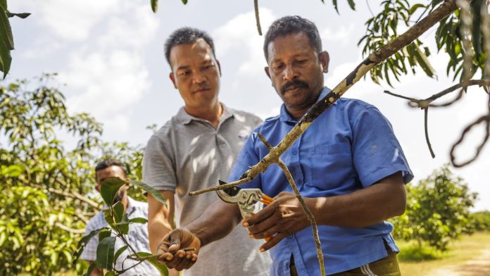 Transforming Tropical Fruit Farming in Sri Lanka