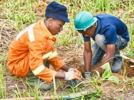 King’s Commonwealth Fellowship Programme Climate Resilience Fellowships (Fully funded)