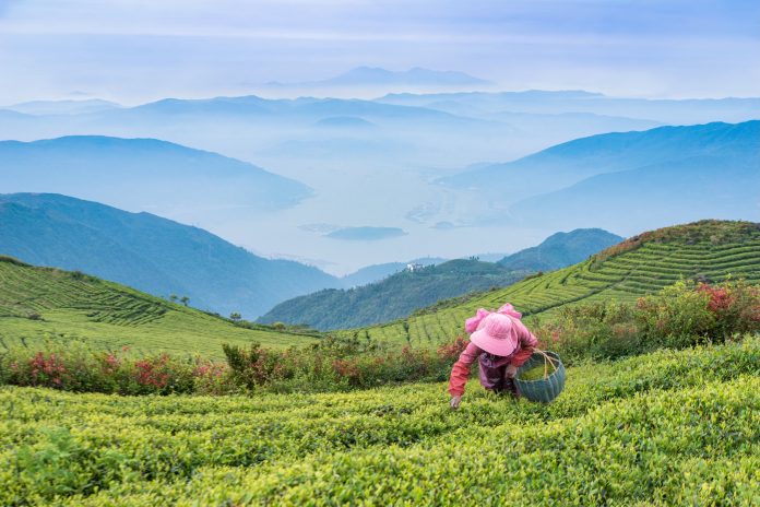 The report underscores how the often-overlooked services provided by forests and trees can strengthen agrifood systems. ©Liu Xuebin