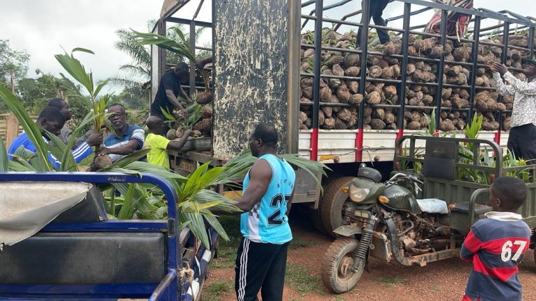 Berekum West Assembly receives 10,000 coconut seedlings for farmers  