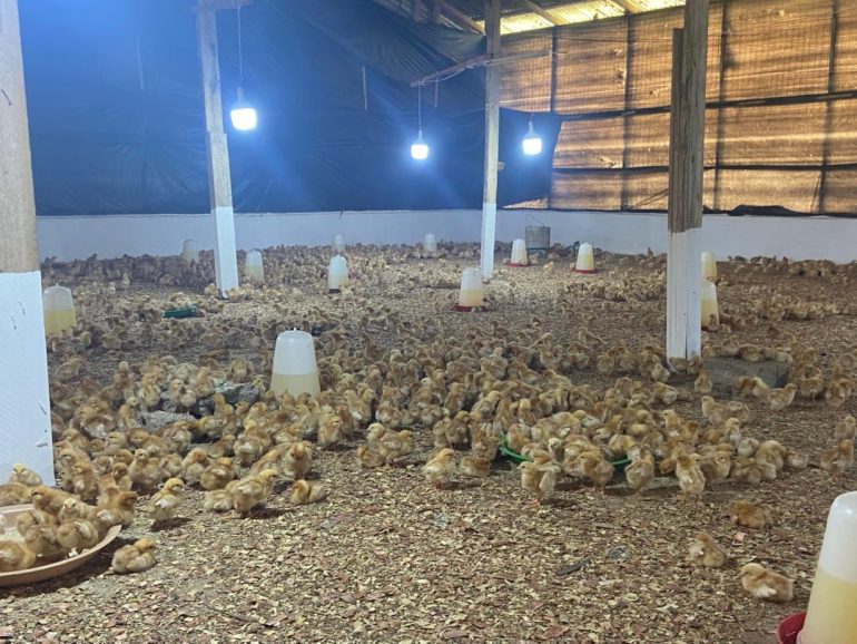 Juaben MCE pays working visit to Nana Abeyie Farms to assess Nkoko Nketenkete Initiative  