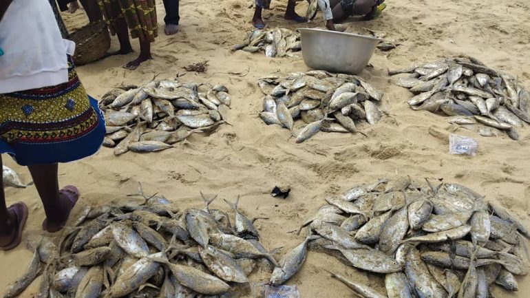 Fisheries Reforms yield results: Volta Region fishers record bumper harvest