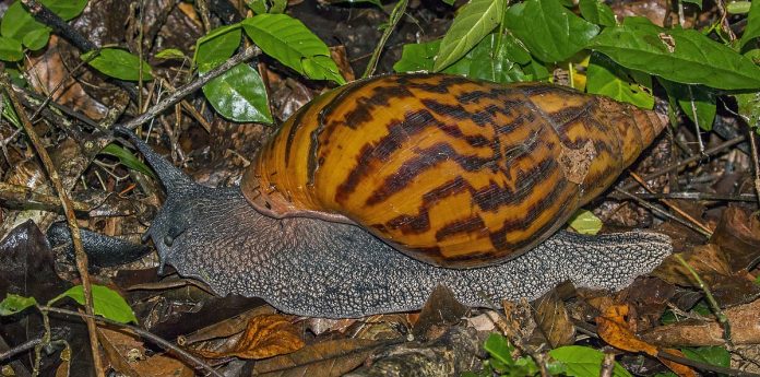 snail snail