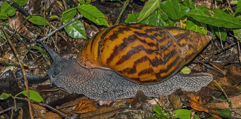 snail