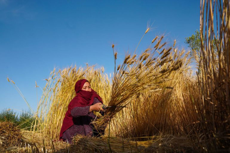 Harvesting wheat in Afghanistan. ©FAO/Hashim Azizi