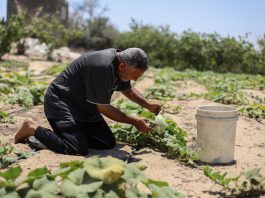 A farmer examines 'Palestine Yakteen' gourds he cultivates in a field in Khan Younis, Gaza Strip, June 2025. ©FAO