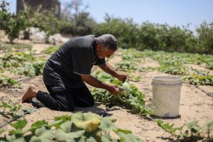 A farmer examines 'Palestine Yakteen' gourds he cultivates in a field in Khan Younis, Gaza Strip, June 2025.©FAO