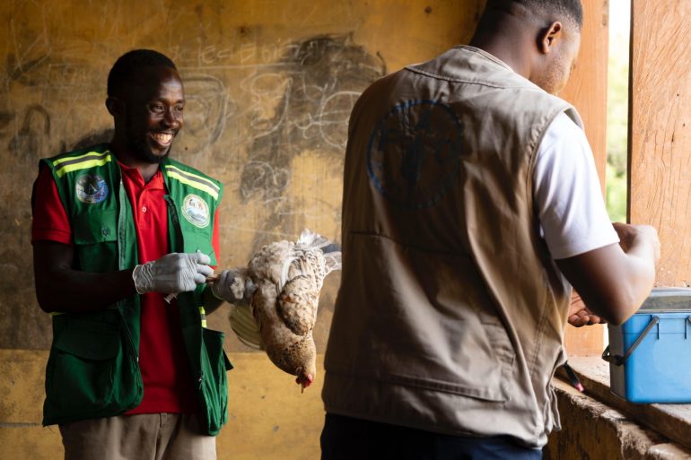 Over 200,000 birds vaccinated against Newcastle Disease in Northern Ghana