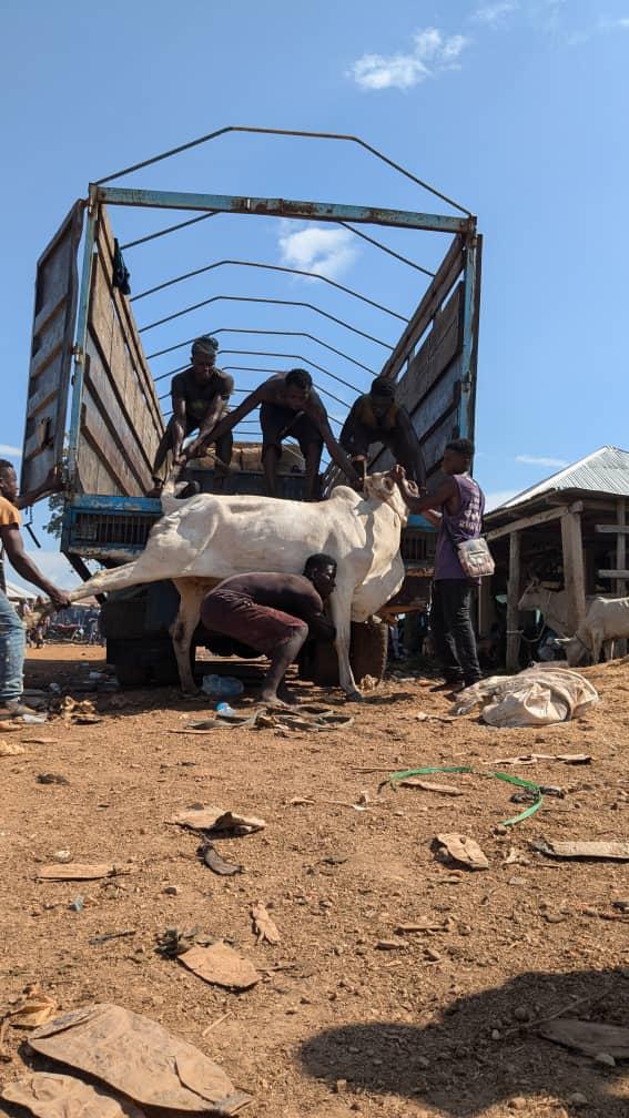 Poor animal welfare threatens livestock productivity in Ghana