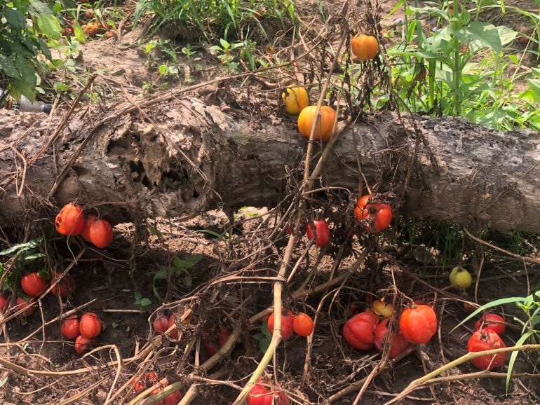 Farmers struggle as tomato rot due to lack of buyers