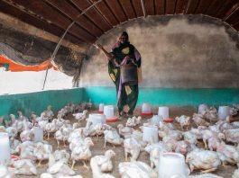 Raising poultry in Mauritania. ©FAO/Giulio Napolitano