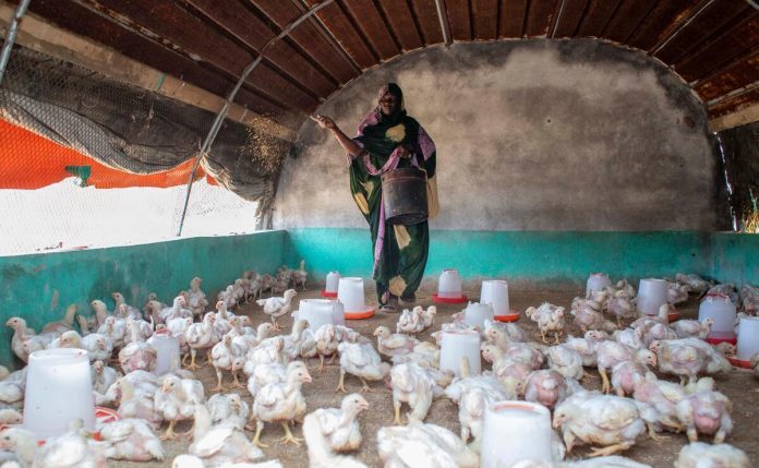 Raising poultry in Mauritania. ©FAO/Giulio Napolitano