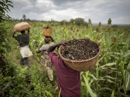 The report presents strategies for producing more – and better – food for a growing population while ensuring the responsible and resilient management of land, soil, and water. ©FAO/Marco Longari