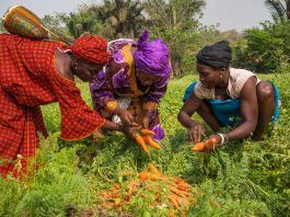 IYWF 2026 will raise awareness and promote actions to close the gender gaps and improve women’s livelihoods worldwide. ©FAO/Sebastian Liste