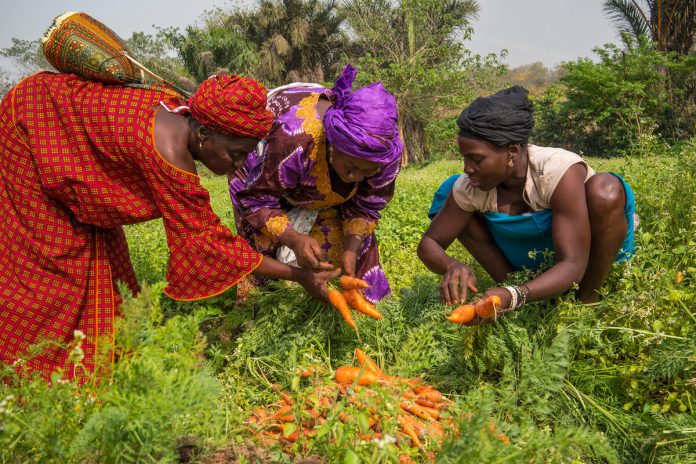 IYWF 2026 will raise awareness and promote actions to close the gender gaps and improve women’s livelihoods worldwide. ©FAO/Sebastian Liste IYWF 2026 will raise awareness and promote actions to close the gender gaps and improve women’s livelihoods worldwide. ©FAO/Sebastian Liste